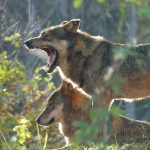 Lupi a Pretoro Area Faunistica del Parco Mazionale della Naiella