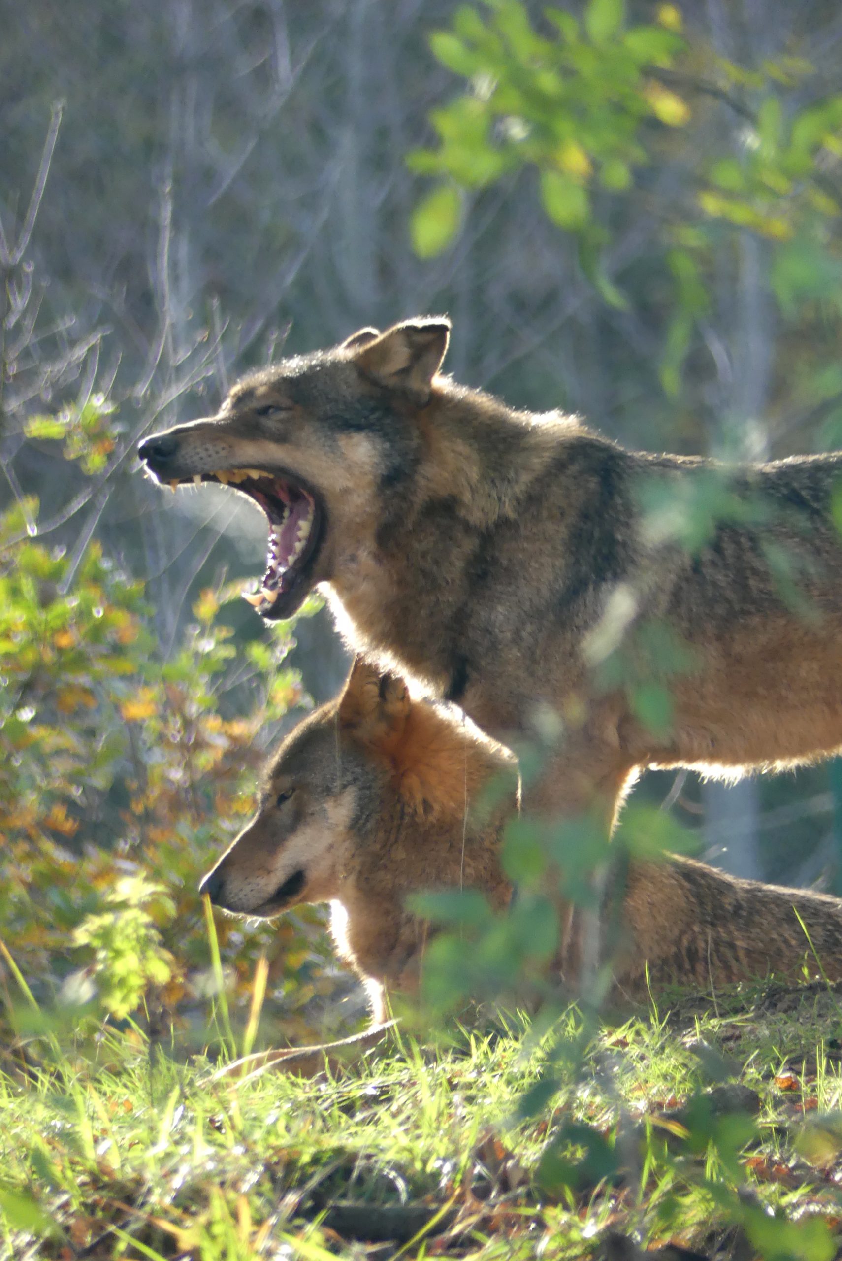 Lupi a Pretoro Area Faunistica del Parco Mazionale della Naiella