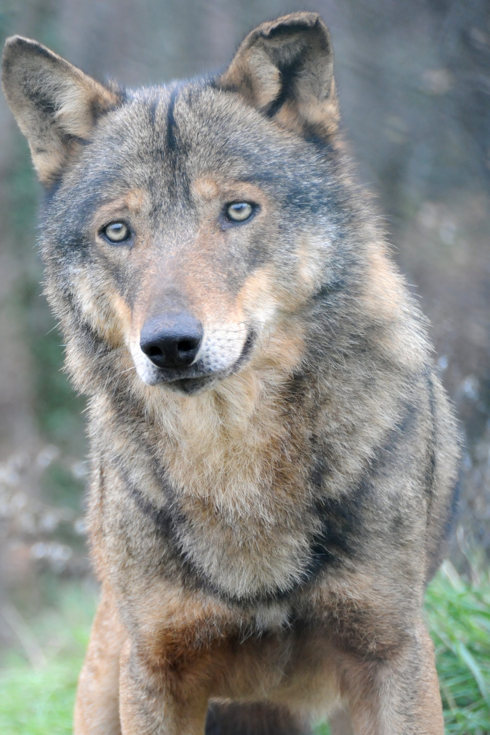 Il Lupo Romolo a Pretoro, Area Faunistica del Lupo Appenninico del Parco Nazionale della Maiella