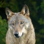 Il Lupo Romolo a Pretoro
