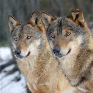 Romolo e Rea Lupi a Pretoro
