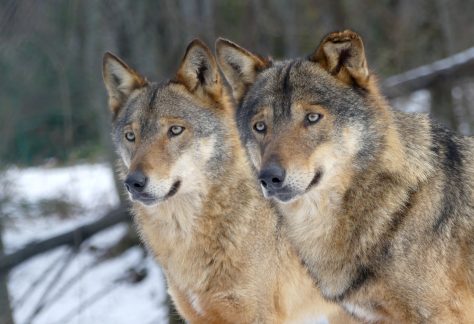 Romolo e Rea Lupi a Pretoro